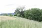 Nížinné a podhorské kosné lúky (22.6.2014)